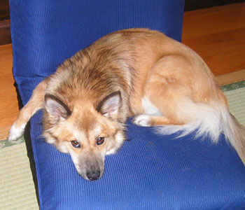 �ǂ��Ȃ��Ă�