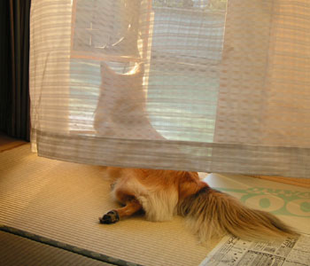 �ŋ߁A��������₩