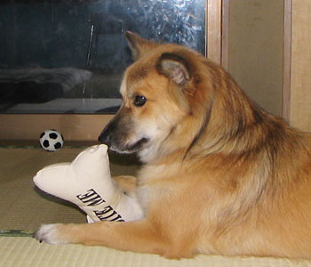 ����͂R�ڂ����ǂ��C�ɓ���