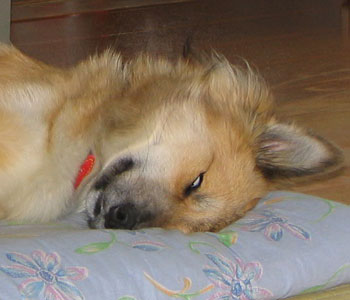 �n�����Ĕ��ڂ��o�Ă��܂�