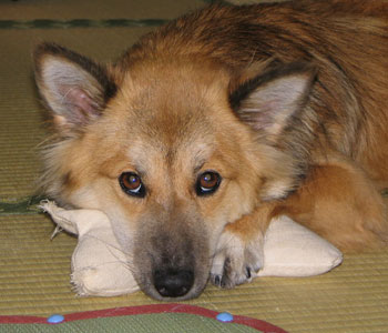 ���ƂȂ����Ƃ��͂��킢���ł���H