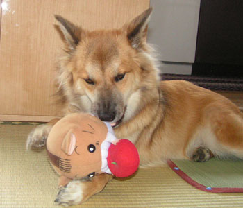 �V�������F�B�̃n���X�^�[����