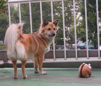 �n�X�L�[����̓�̕���