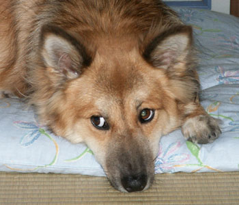 ���ڂ�����