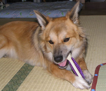 ���C�ɓ����������Ă����x