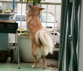 �A�؂��@��̂͌��̎d��