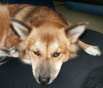 �A�����M�[�Ŗڂ������