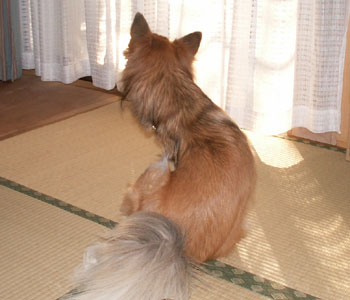 ���������΂��������y��