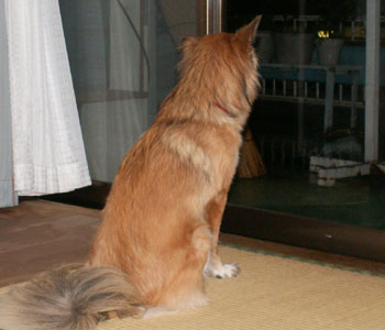 �J�΂���ŊO�ɏo���Ă��炦�Ȃ�