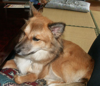 �����������Ă����肽��