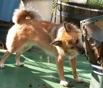 �A�����M�[���畜�����Ė\���