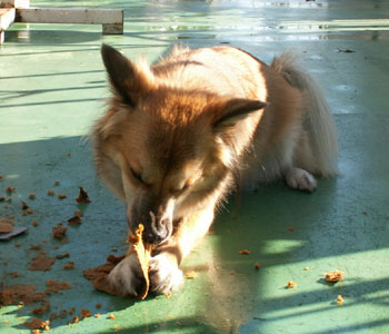 �啨���Ƃꂽ��ʂɖ��키