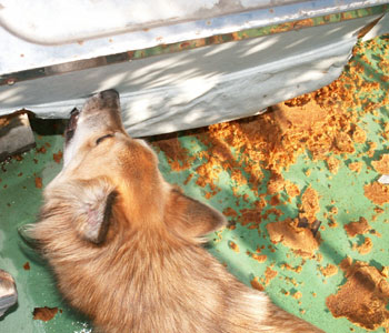 �������Ƃ������Ă����܂ŌX����