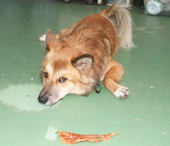 �����ɂ���������