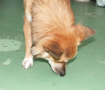 ���c�ɂ���