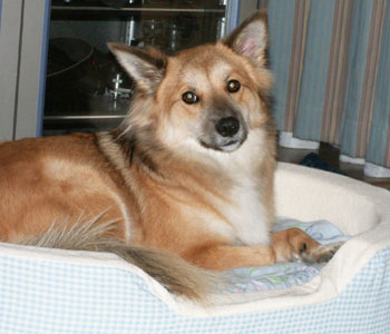 �������Ȃ�����܂����̃x�b�h���o��