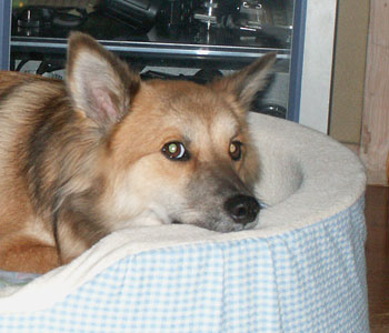 �g���Â��N�b�V�����J�o�[��~�����炯�������Ȃ���