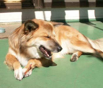 ���̑哮���͂��܂���