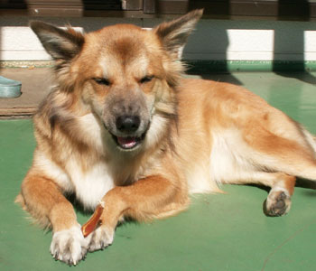 ���Ё[�A���܂��