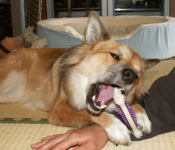 �I���`���͂킴�킴�^��ł���