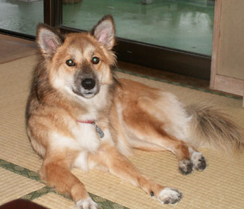 �ق�Ƃɍ��N�͉J��������