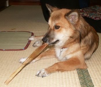 �n�A�L���X�̑�ՐU�镑��