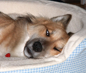 �v�X�ɔ��ڂ��o���ĐQ��