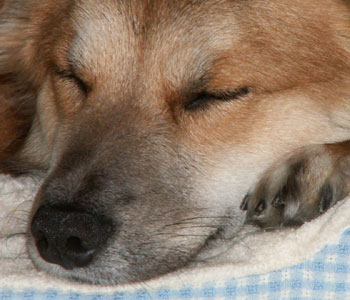 �n�����͕@������