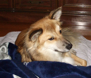 �K�L�̒��Q�z�c�����h����