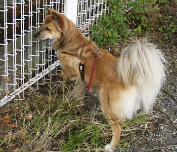 �l�R���Ȃ������H