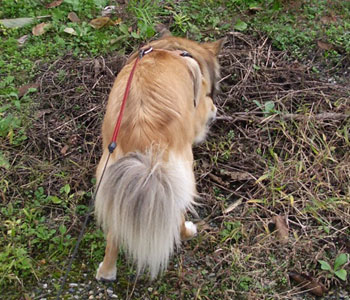 �ɂ����񂾂���