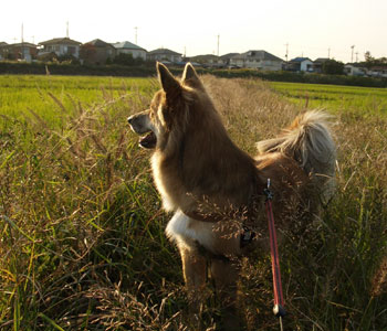 �������ɂ��l�R�̋C�z