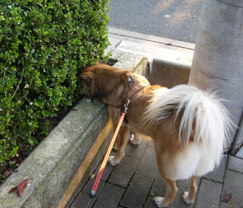 �����ɂ��Ȃ����ȁH