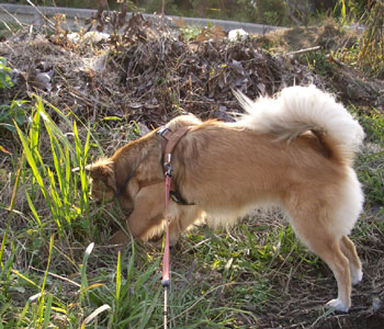 �����̓l�Y�~�H