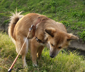 �Ӂ[�A�o���o��