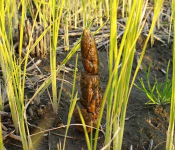 ���܂Ɍ|�p��i��