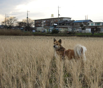 �l�R�������Ȃ񂾂���