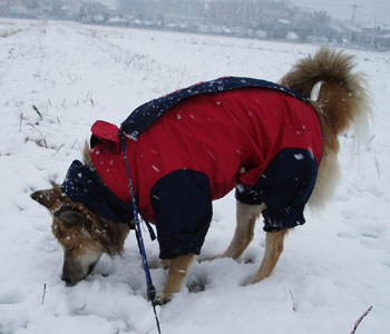 �悧���j�I�C�������ł���