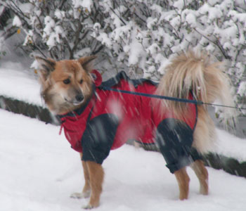 �P�������Ă܂���B���x�̂͌�������