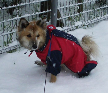 �₦�邩��g�C�����߂�