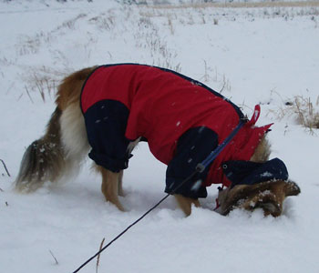 ���b�Z���͂Ȃ�