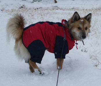 �ፑ�ɐ��܂��΂悩����