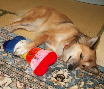 ��������ɐQ����̂炵��