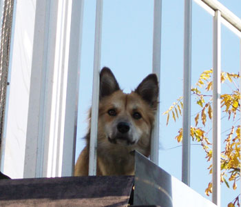 �u���Ă��ڂ�̊�