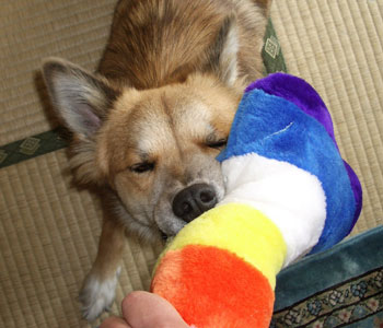 ������Ƌx�e