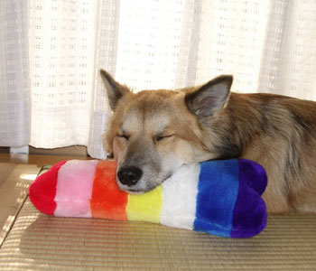 ���ǂ����Ǝg�����̂͂P�񂾂�