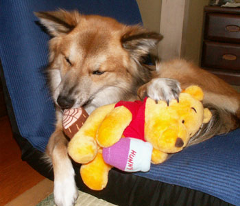 �V�����F�B�̃v�[����