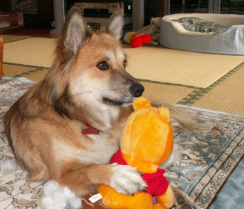 �v�[����ƌ���g��