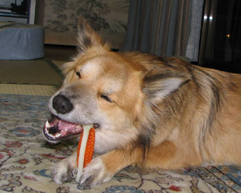 �V�i��������Ă��ꂵ��