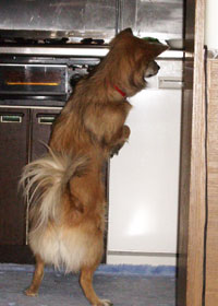 �����Ńc�i�ʂ𓐂ݐH�������̂��Y����Ȃ�